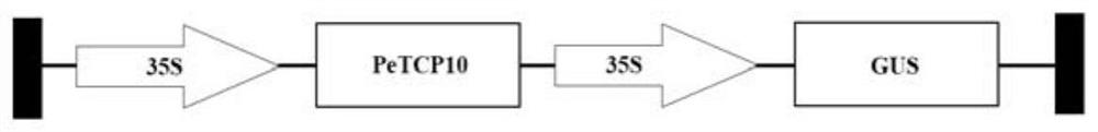 Moso bamboo petcp10 protein with the function of controlling leaf curling and its application