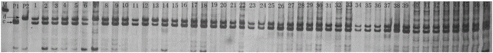 Primers and method for purity identification of cucurbita maxima 'Danhong No.3' hybrid seeds