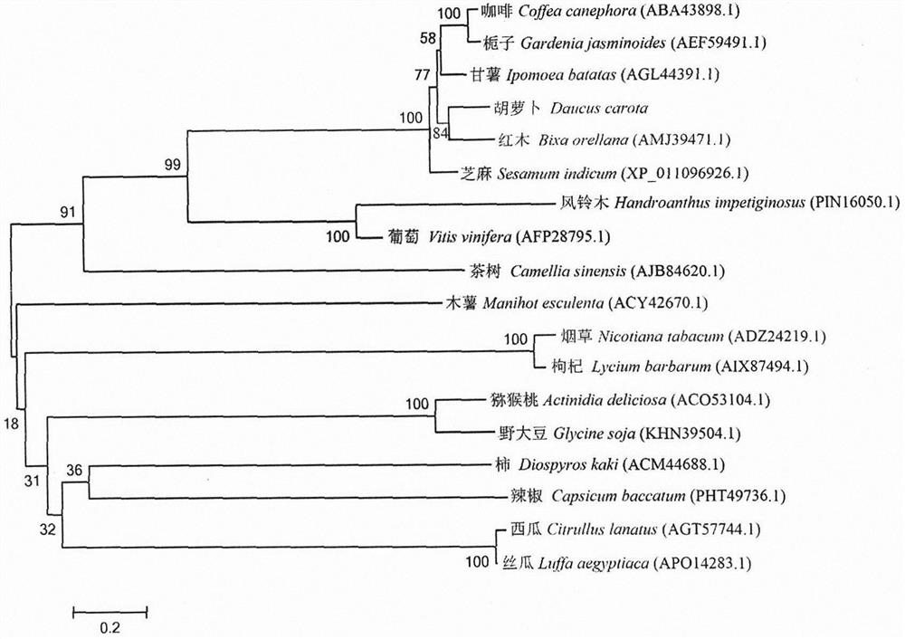 PSY2 gene sequence related to carrot carotenoid synthesis and application thereof