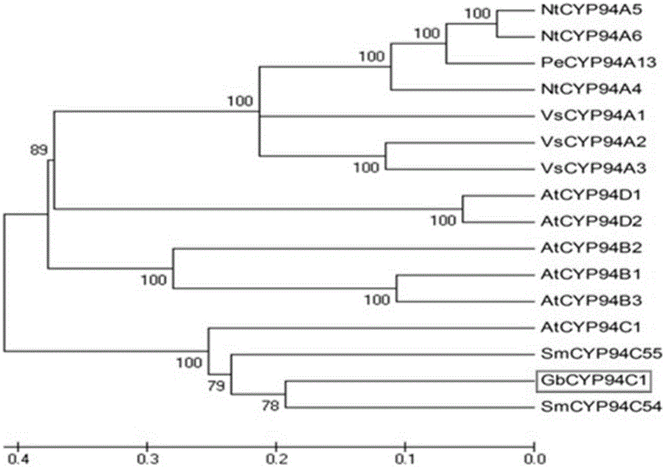 Application of cotton cytochrome P450 CYP94C1 gene to verticillium wilt resistance