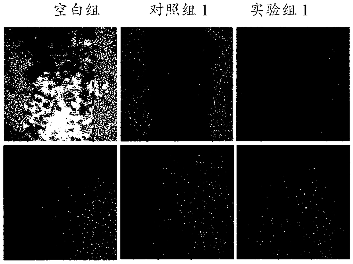 Endogenous cell chemotaxis and chondrogenic differentiation induction bioactive scaffold and application thereof