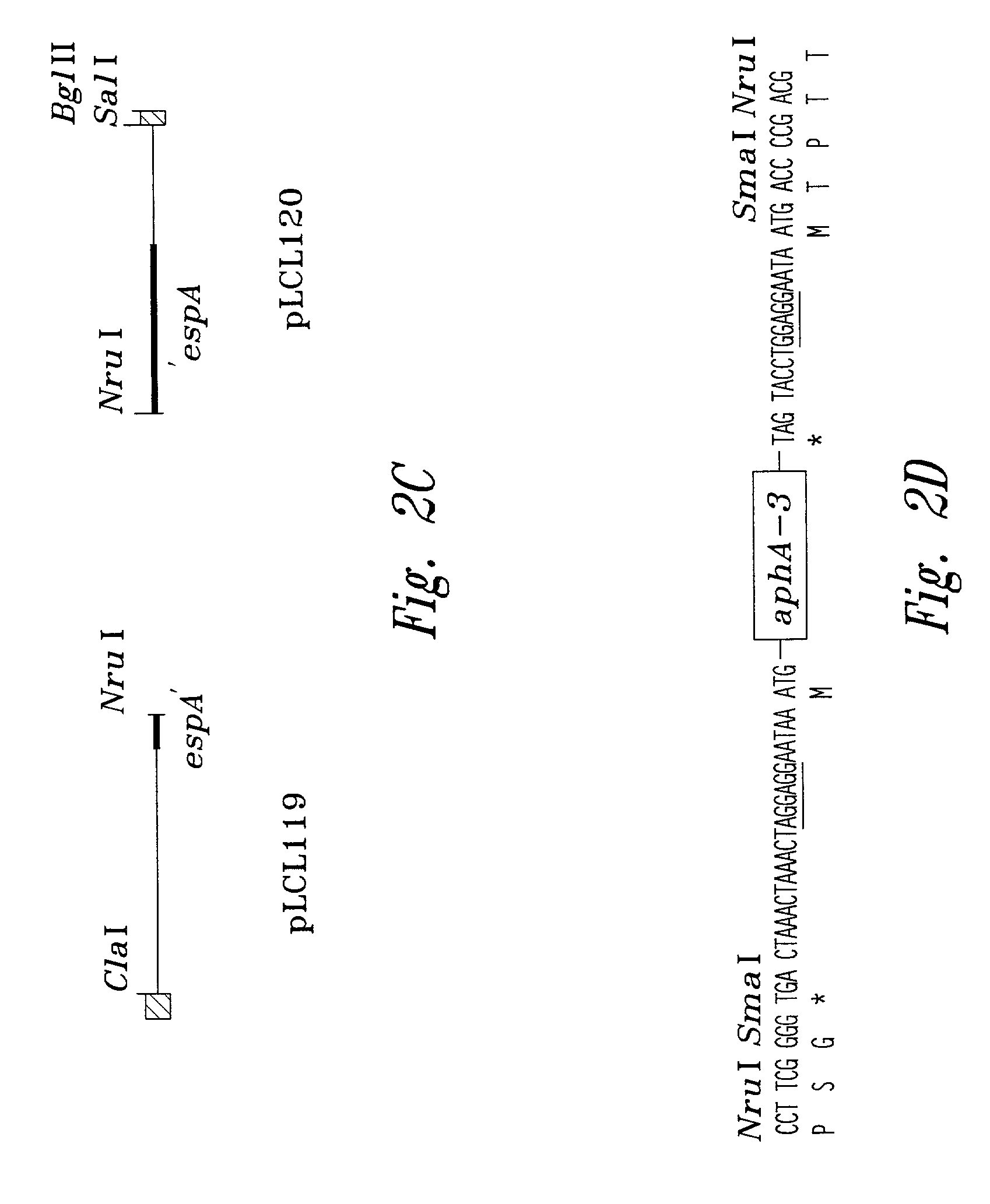 Pathogenic <i>Escherichia coli </i>associated protein espA