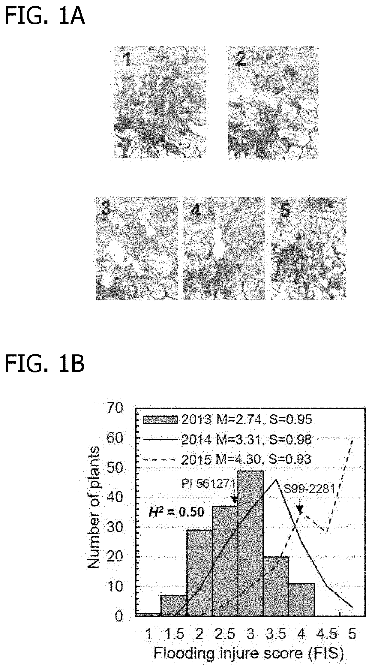 Small auxin upregulated (SAUR) gene for the improvement of root system architecture, waterlogging tolerance, drought resistance and yield in plants and methods of uses