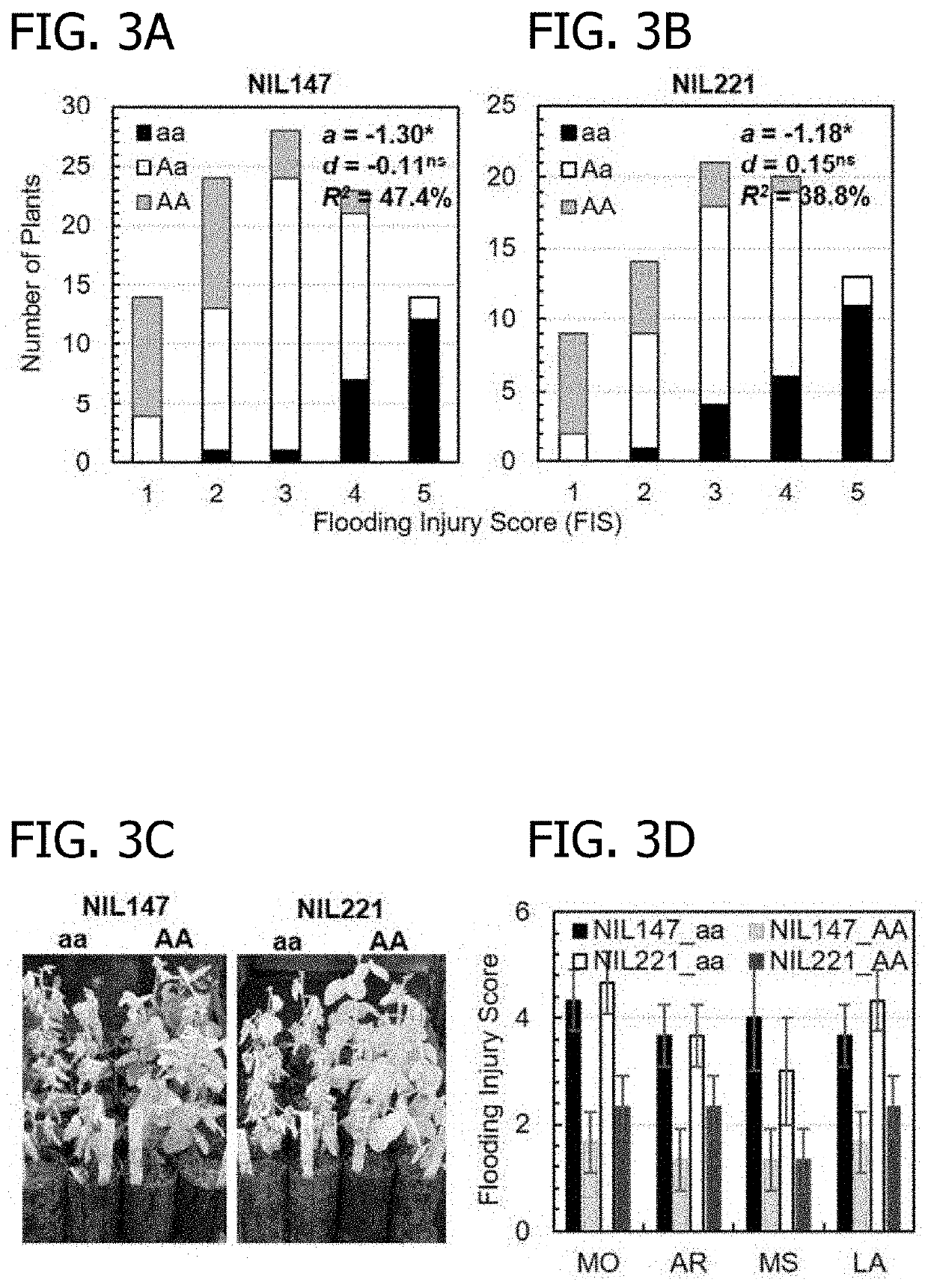 Small auxin upregulated (SAUR) gene for the improvement of root system architecture, waterlogging tolerance, drought resistance and yield in plants and methods of uses