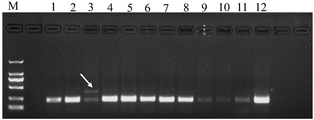 Specificity labeling primer for tea-oil tree improved variety Chang Lin 18 and detection method