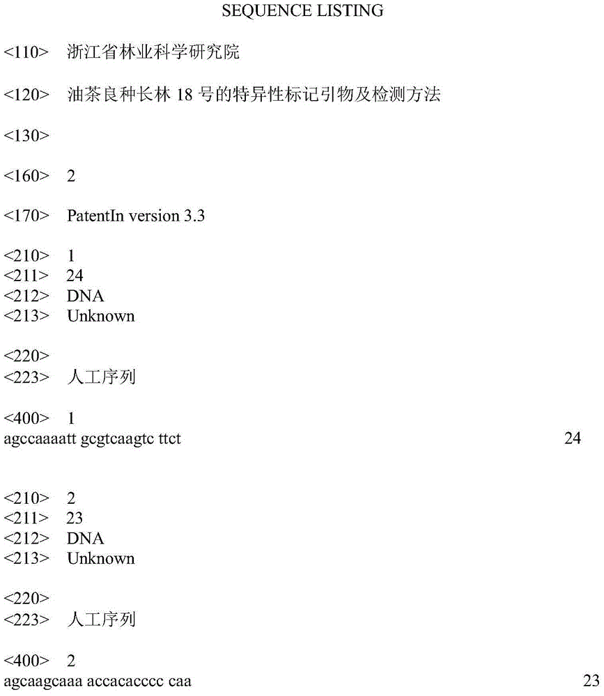 Specificity labeling primer for tea-oil tree improved variety Chang Lin 18 and detection method