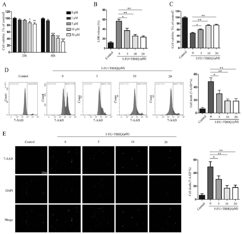 Application of tert-butylhydroquinone in preparation of drugs for preventing and/or treating mucositis