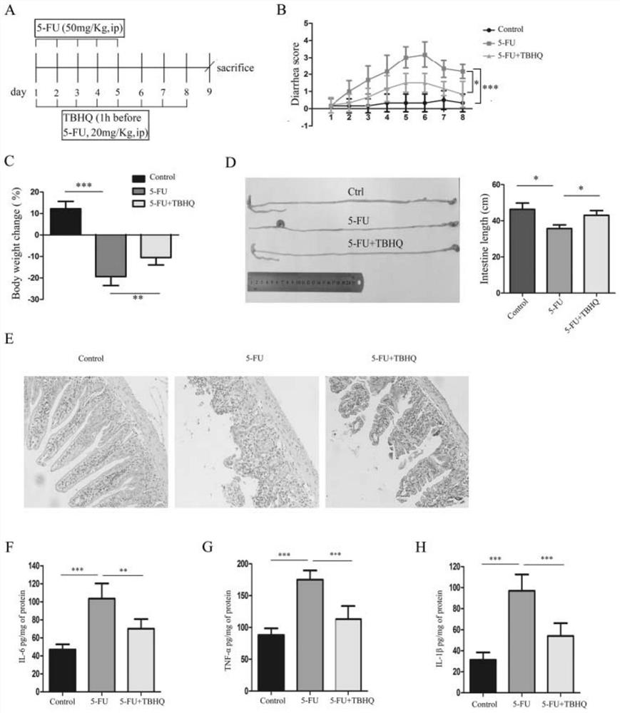 Application of tert-butylhydroquinone in preparation of drugs for preventing and/or treating mucositis