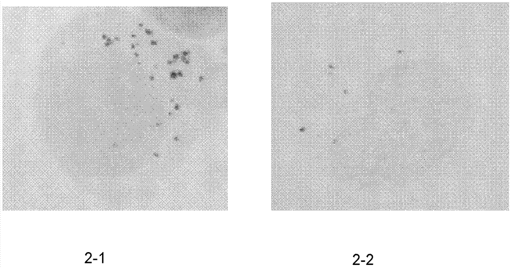 Nasopharyngeal carcinoma targeted magnetic resonance contrast agent and preparation method thereof