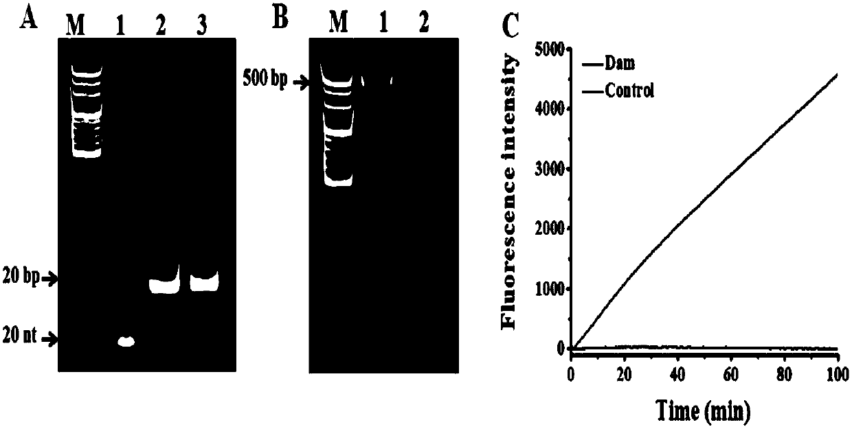 Fluorescence chemical sensor for detecting DNA adenine transmethylase, and detection method thereof