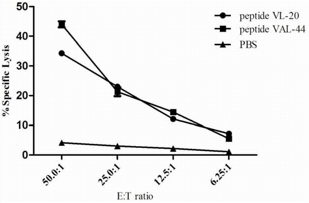 HCV (hepatitis C virus) poly-epitope peptide vaccine and application thereof