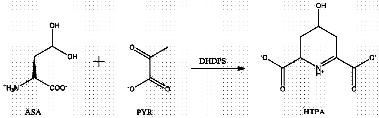 Heterocyclic inhibitors of lysine biosynthesis via the diaminopimelate pathway