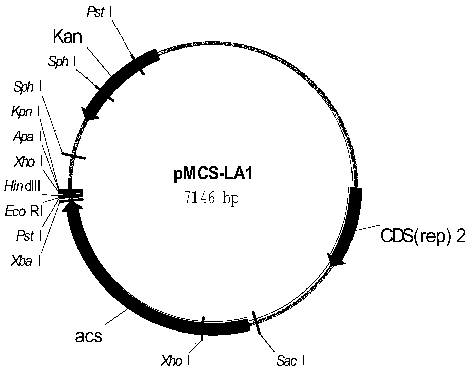 Genetic engineering bacteria for producing L-lactic acid from acetic acid, construction method thereof and application thereof