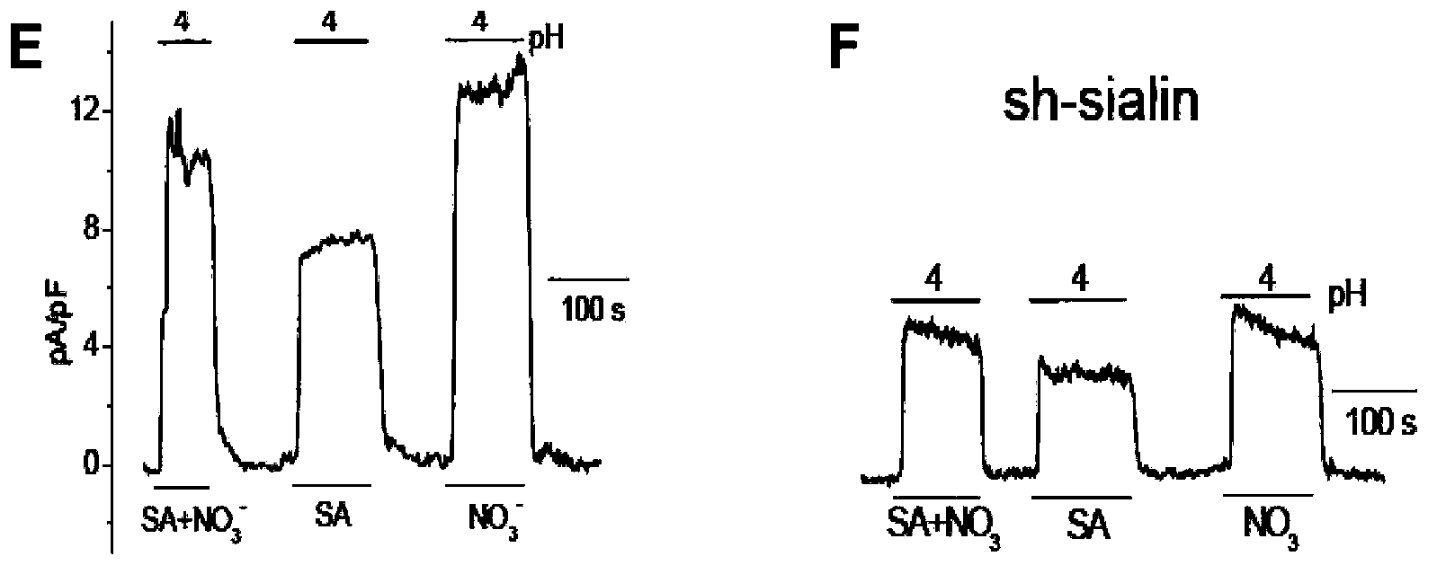 Use of SLC17A5 gene and coded protein thereof in preparing medicines for treating or diagnosing nitrate transfer or metabolic block or disorder related diseases
