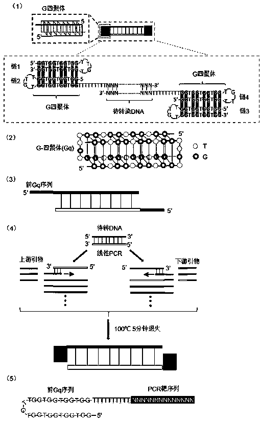 G-tetramer covalently coupled DNA molecule, DNA self-transfection kit and application