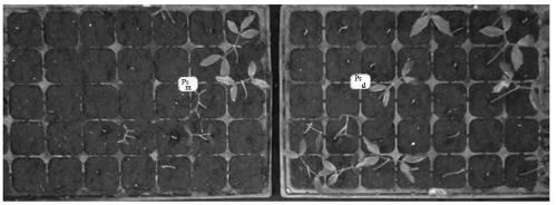 A method for improving the germination rate of longan seeds stored at room temperature for a short period of time