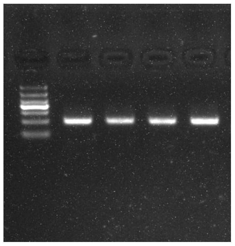 Detection and application of methylation sites of human FITM1 and HIST1H2BJ genes