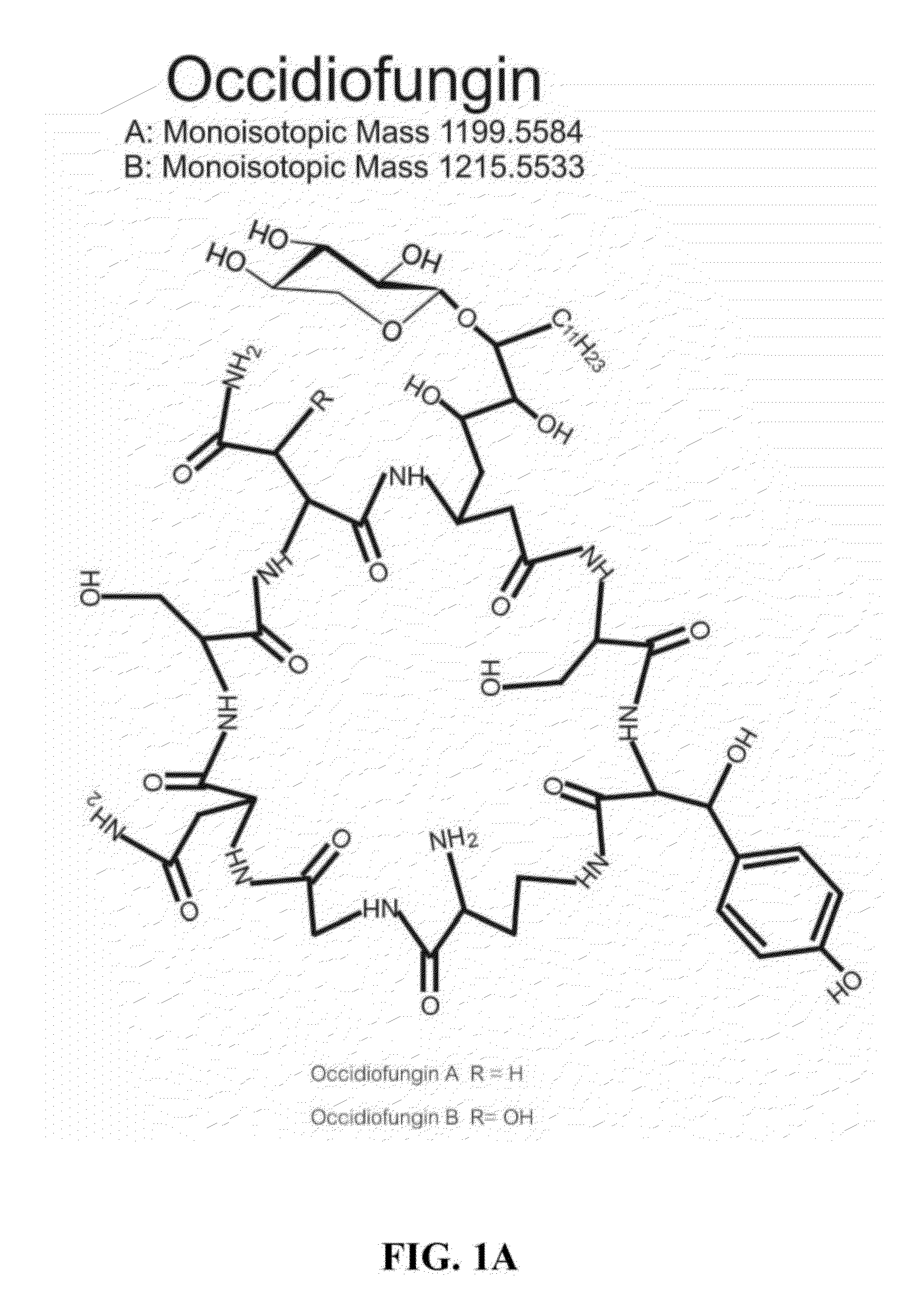 Occidiofungin, a unique antifungal glycopeptide produced by a strain of Burkholderia contaminans