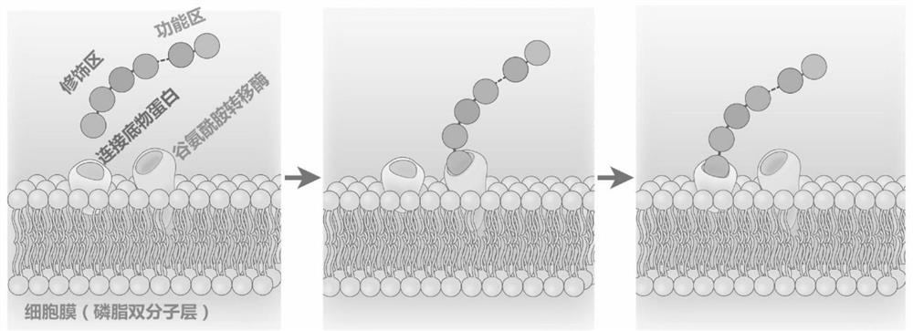 Cell membrane surface modification method mediated by transglutaminase