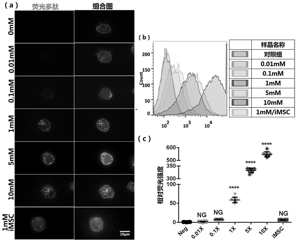 Cell membrane surface modification method mediated by transglutaminase