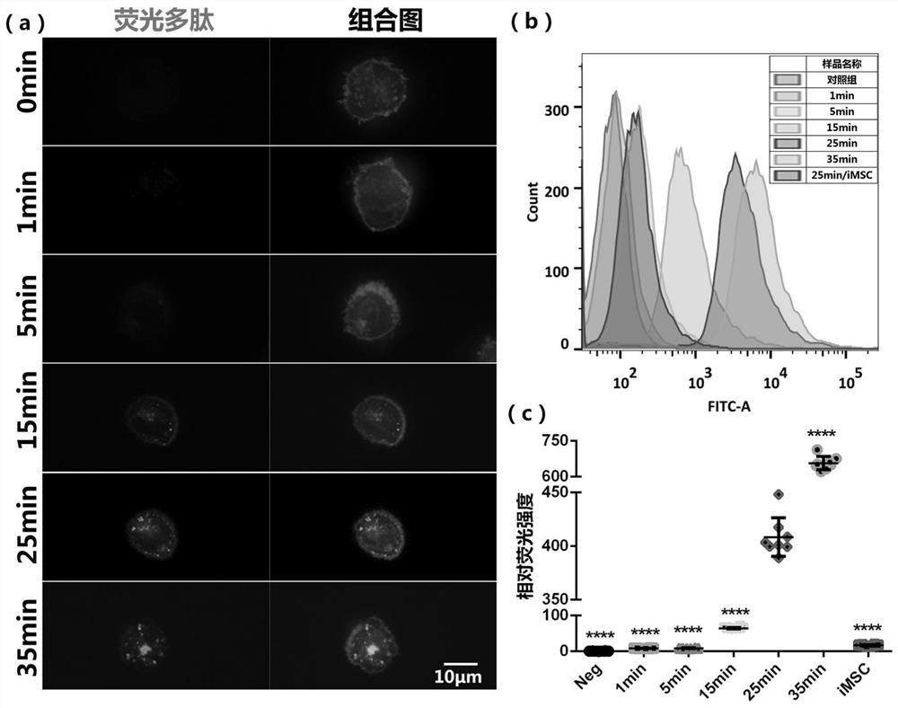 Cell membrane surface modification method mediated by transglutaminase