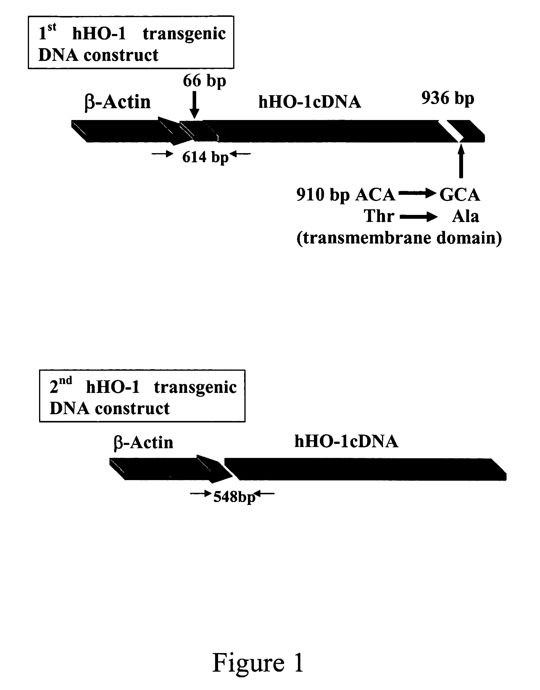 Transgenic pigs carrying both hHO-1 and hDAF transgenes for xenotransplantation