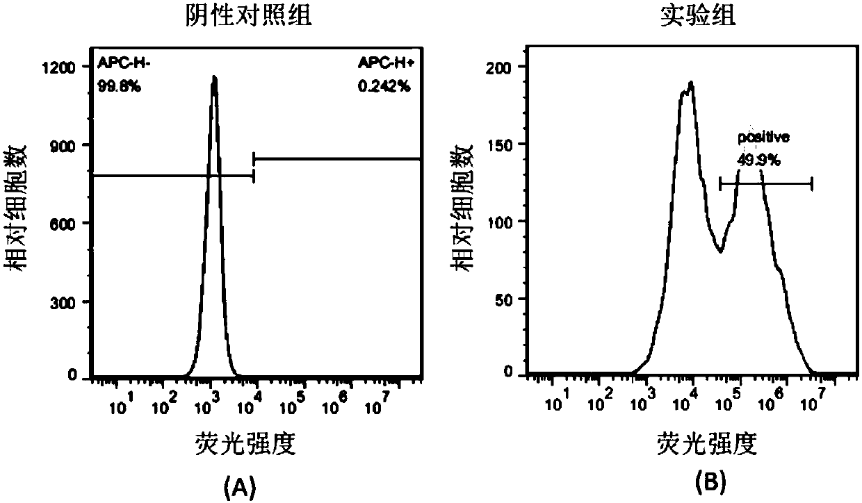 PD1-knockout chimeric antigen receptor T cell targeting ROR1, preparation method and application thereof