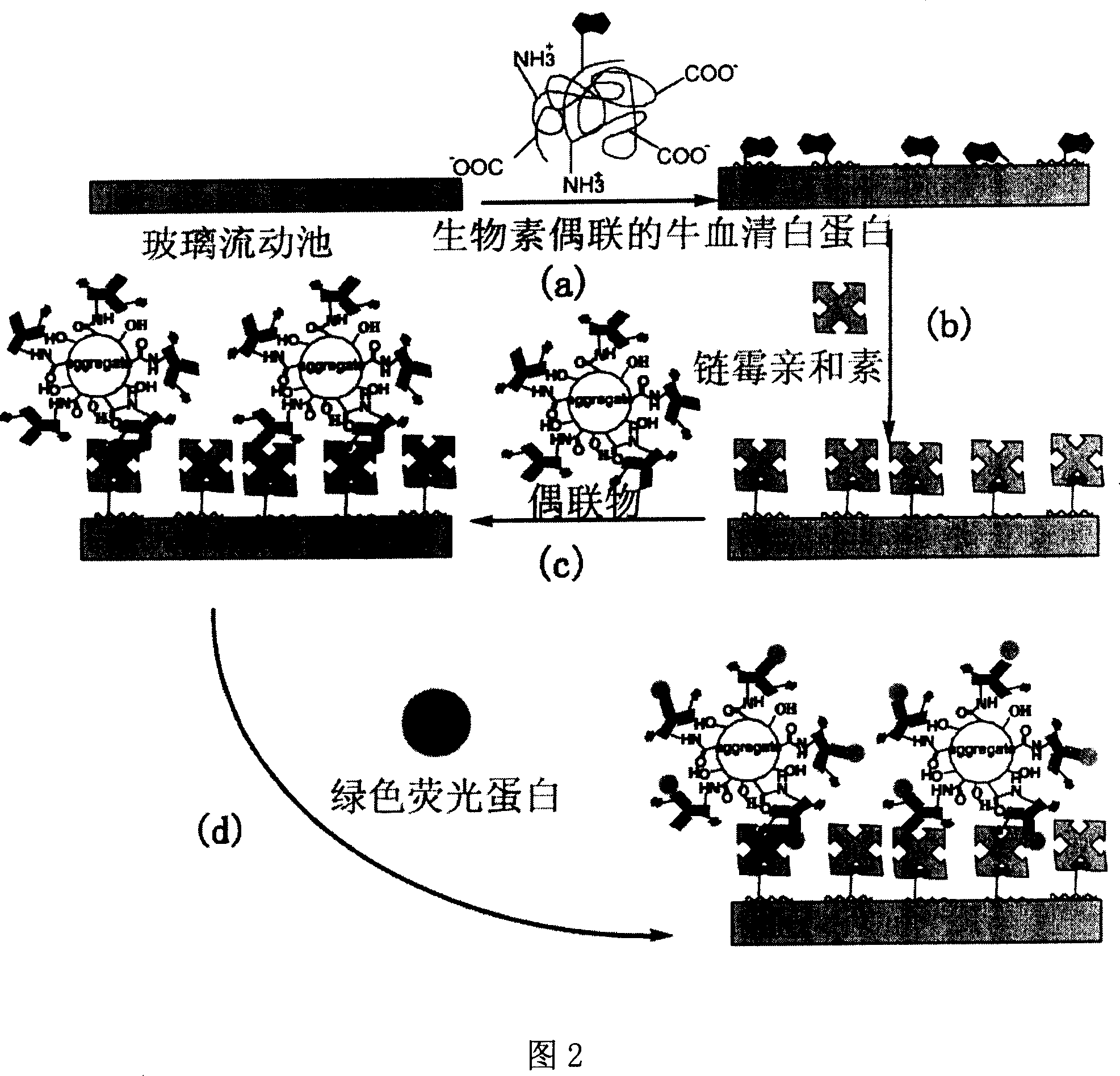 The coupling substrate between magnetic resonance imaging contrast agent based on metal fullerene and antibody and the detecting technology