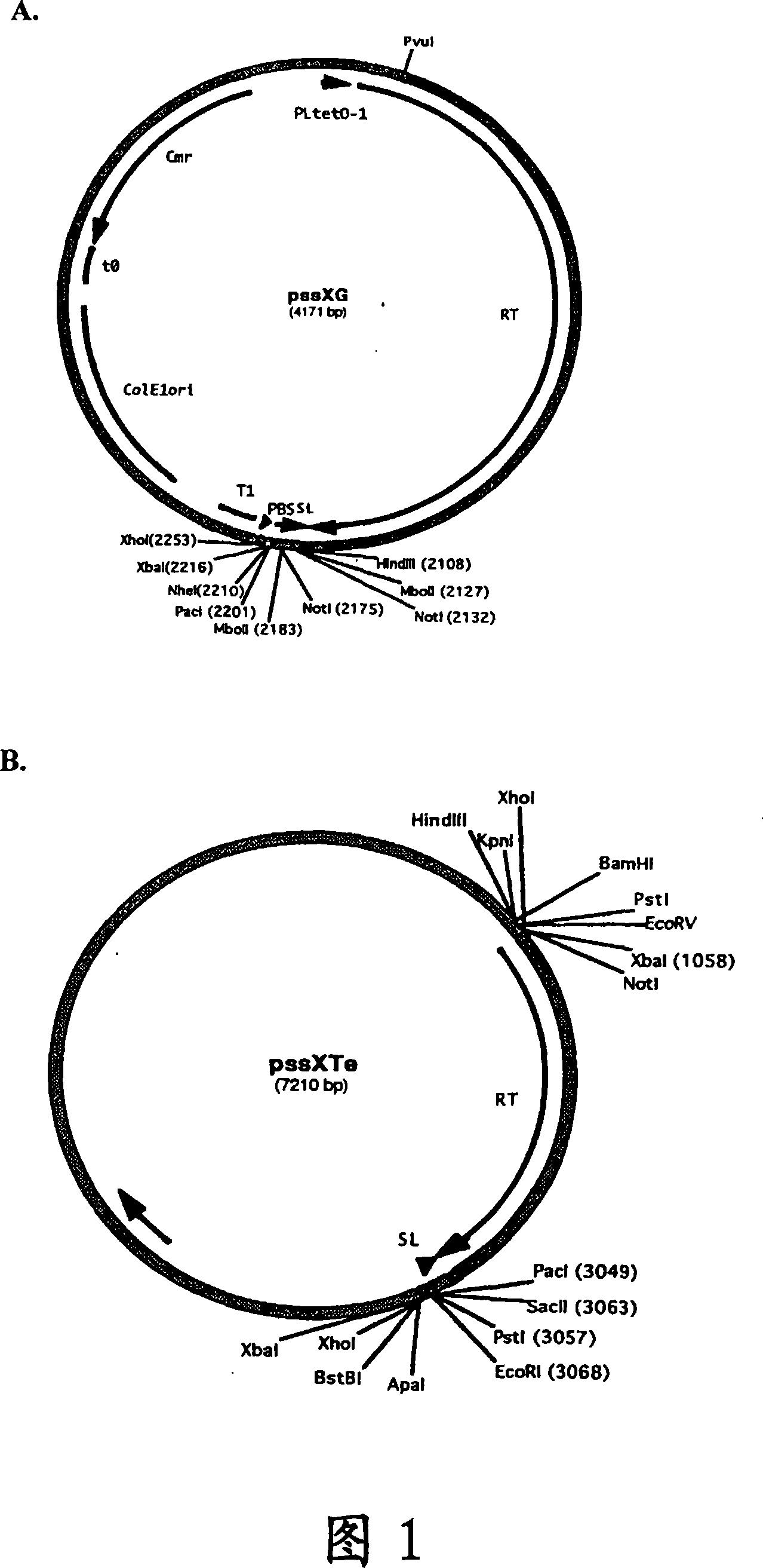 Single-stranded antimicrobial oligonucleotides and uses thereof