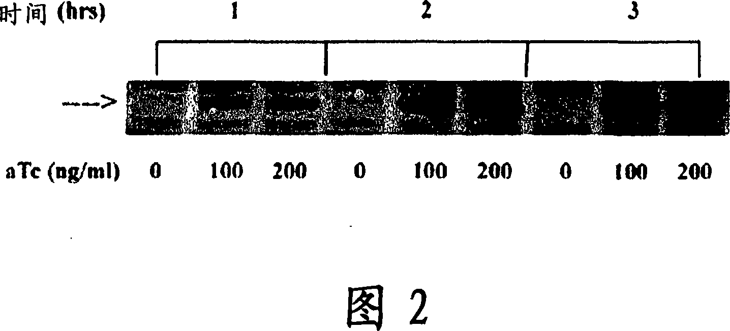 Single-stranded antimicrobial oligonucleotides and uses thereof