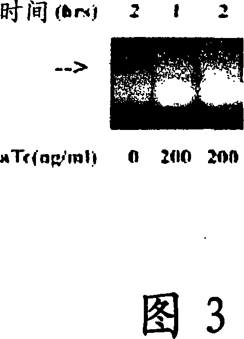 Single-stranded antimicrobial oligonucleotides and uses thereof