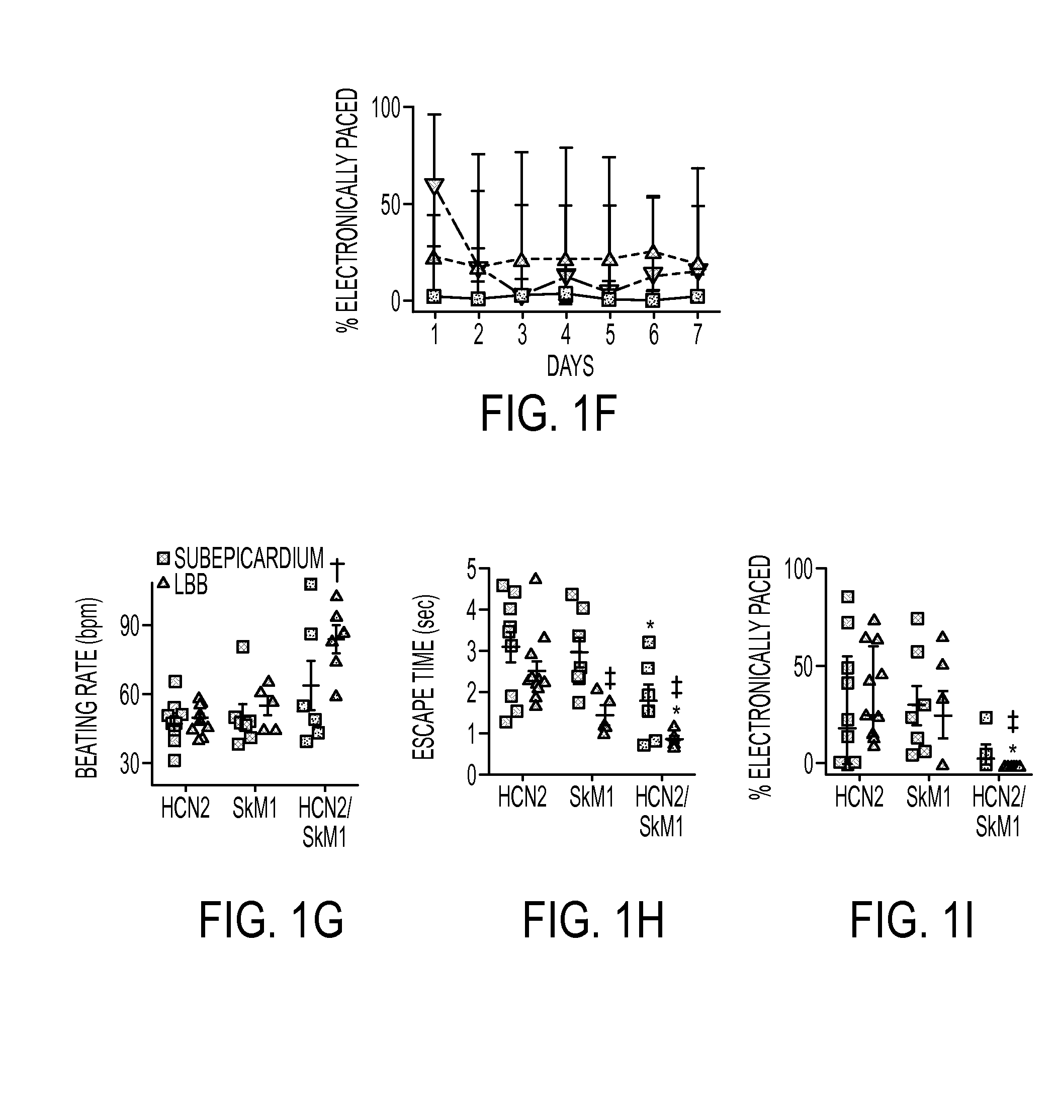 Biological Pacemakers Incorporating HCN2 and SkM1 Genes