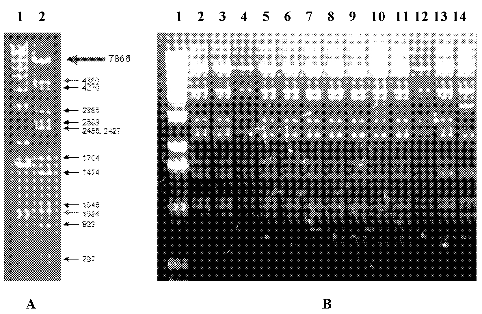 Nucleic acid molecular cloning method and related kit based on homologous recombination