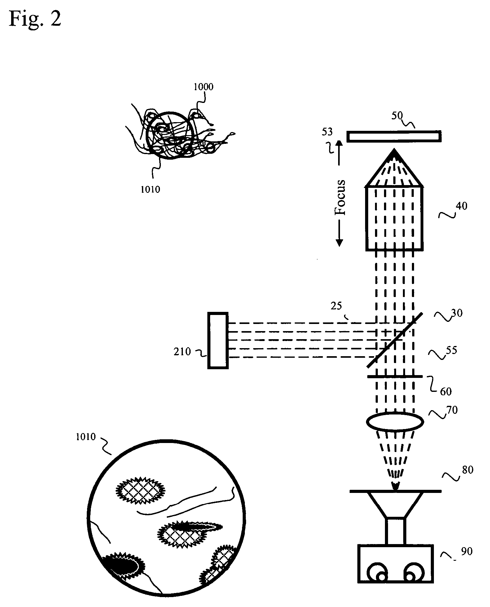 Method and system for wide-field multi-photon microscopy having a confocal excitation plane