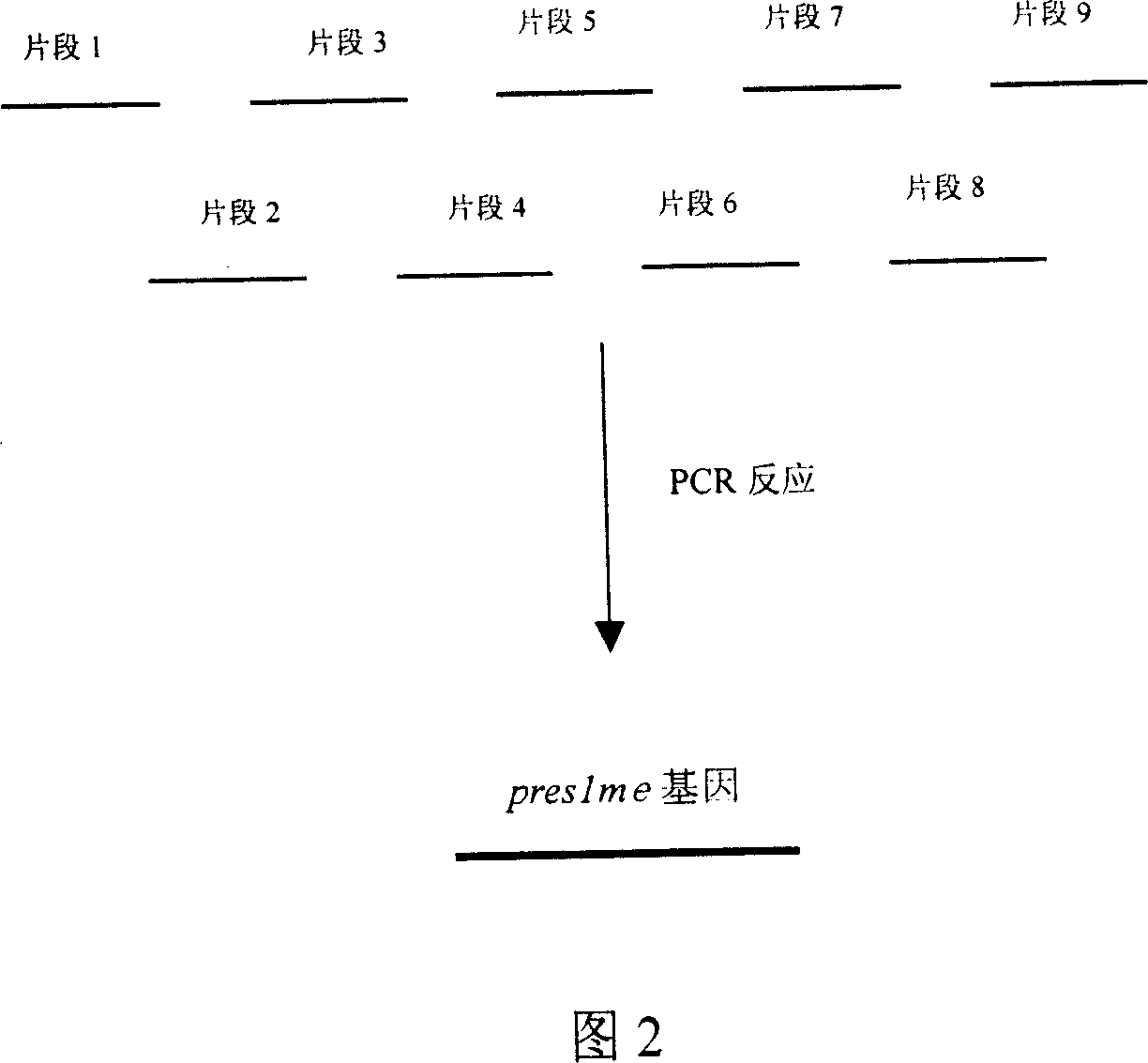 Gene clone of hepatitis B virus front S1 region multi-epitope antigen and encoding sequence thereof
