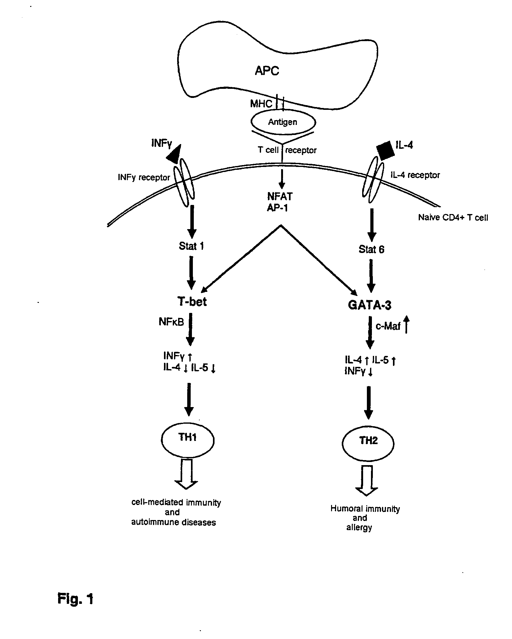 Method for the production of a cell and/or tissue and/or disease phase specific medicament