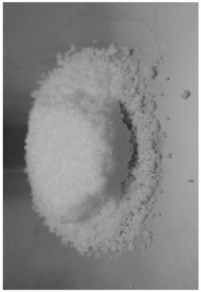 Fast release benzoic acid in feed