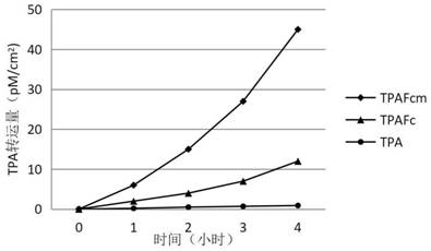 TNK-tPA fusion protein with enhanced transepithelial cell transport capacity, and application thereof