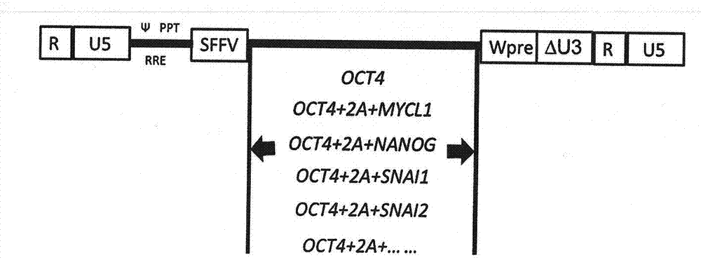 Technology for promoting direct trans-differentiation of umbilical cord blood CD34 positive cells into mesenchymal stem cells