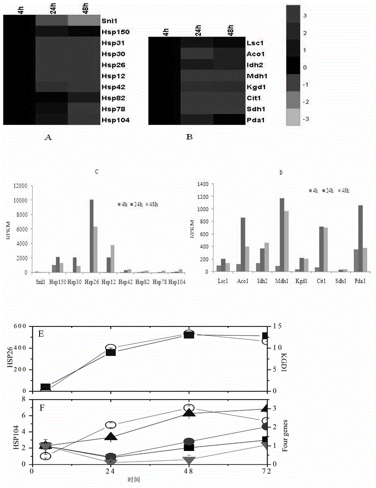 Three-stage genetic transcription control method for improving cellulosic ethanol yield and genetic engineering bacterial strain