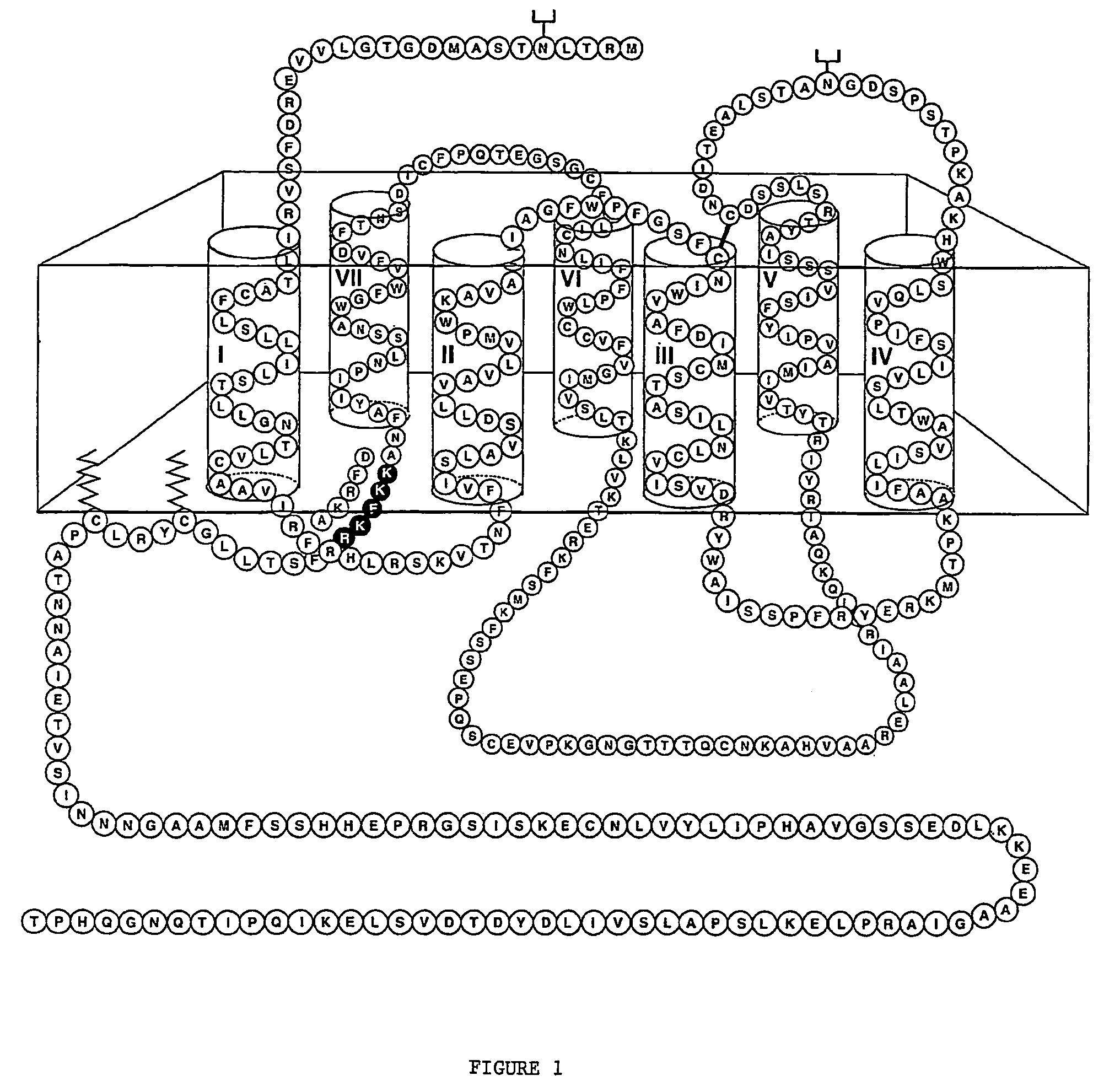 Method of identifying transmembrane protein-interacting compounds