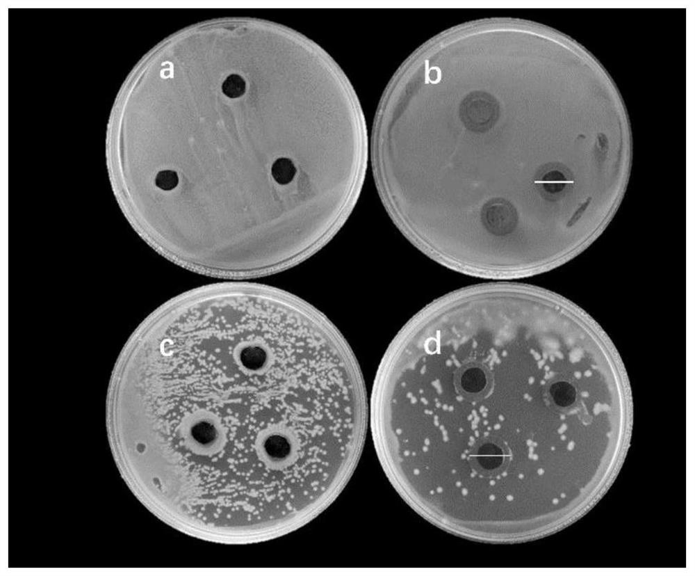 High-strength polylactic acid functional composite material with antibacterial and electromagnetic shielding properties and preparation method thereof