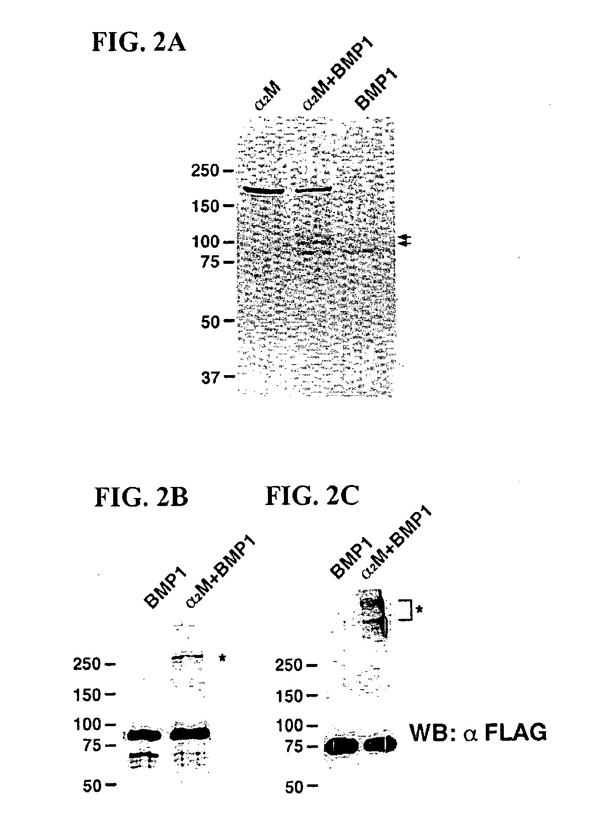 Method and Composition for Treating a Fibrotic Disorder