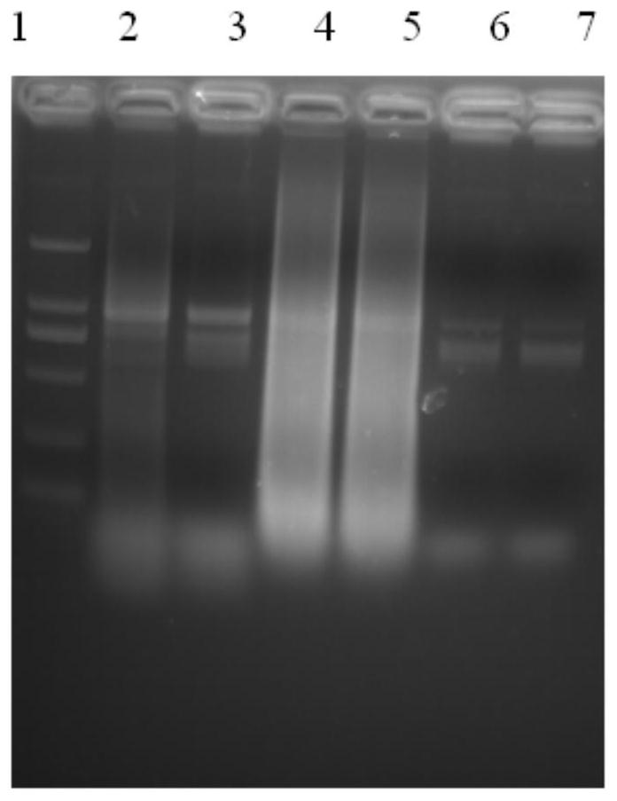 High-throughput sequencing-based library construction method and reagents for large sample volume mixed library construction of PCR products
