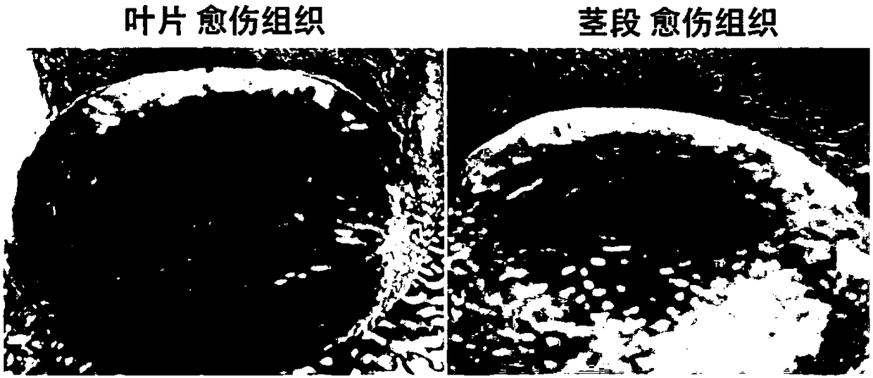 Method for detecting nuclear DNA content of Camellia plant