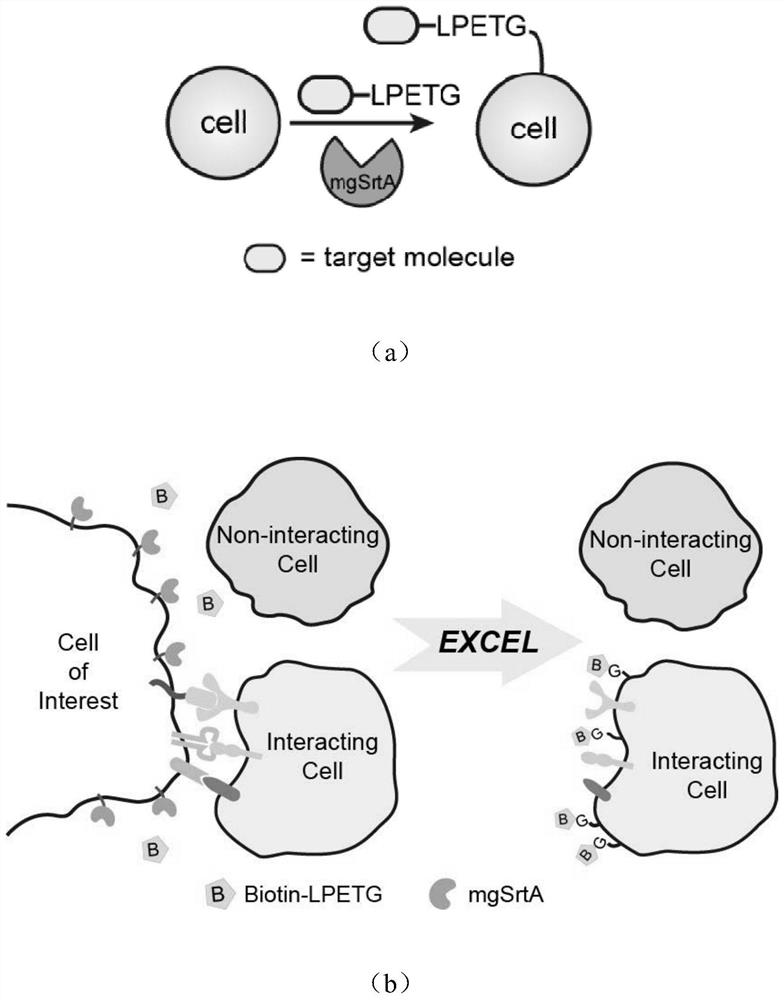 Enzymes and methods for labeling cell membrane surfaces and studying cell-cell interactions