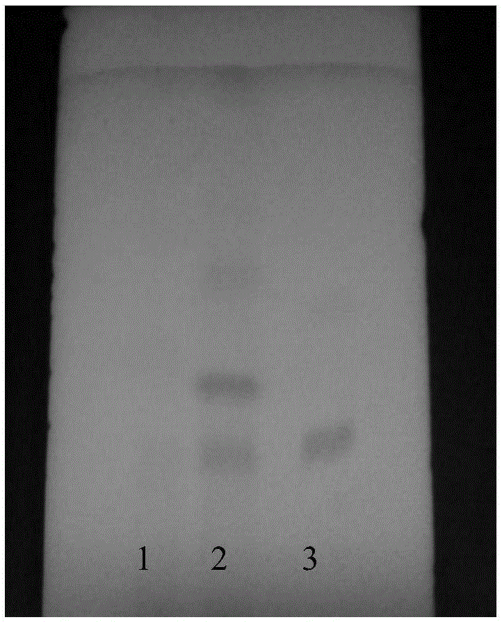 Recombinant strain of Hansenula polymorpha and its application in the biosynthesis of paclitaxel