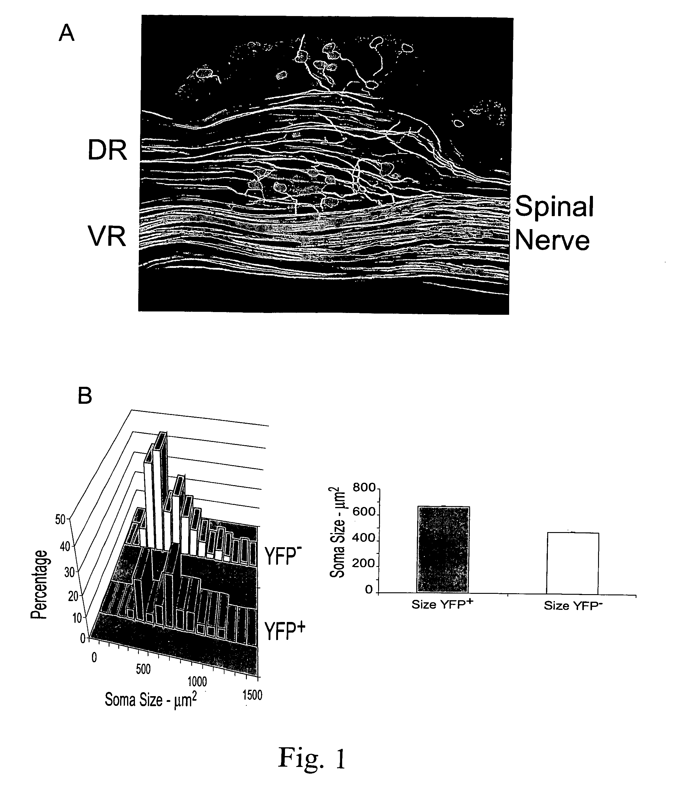 Materials and method for promotion of nerve regeneration