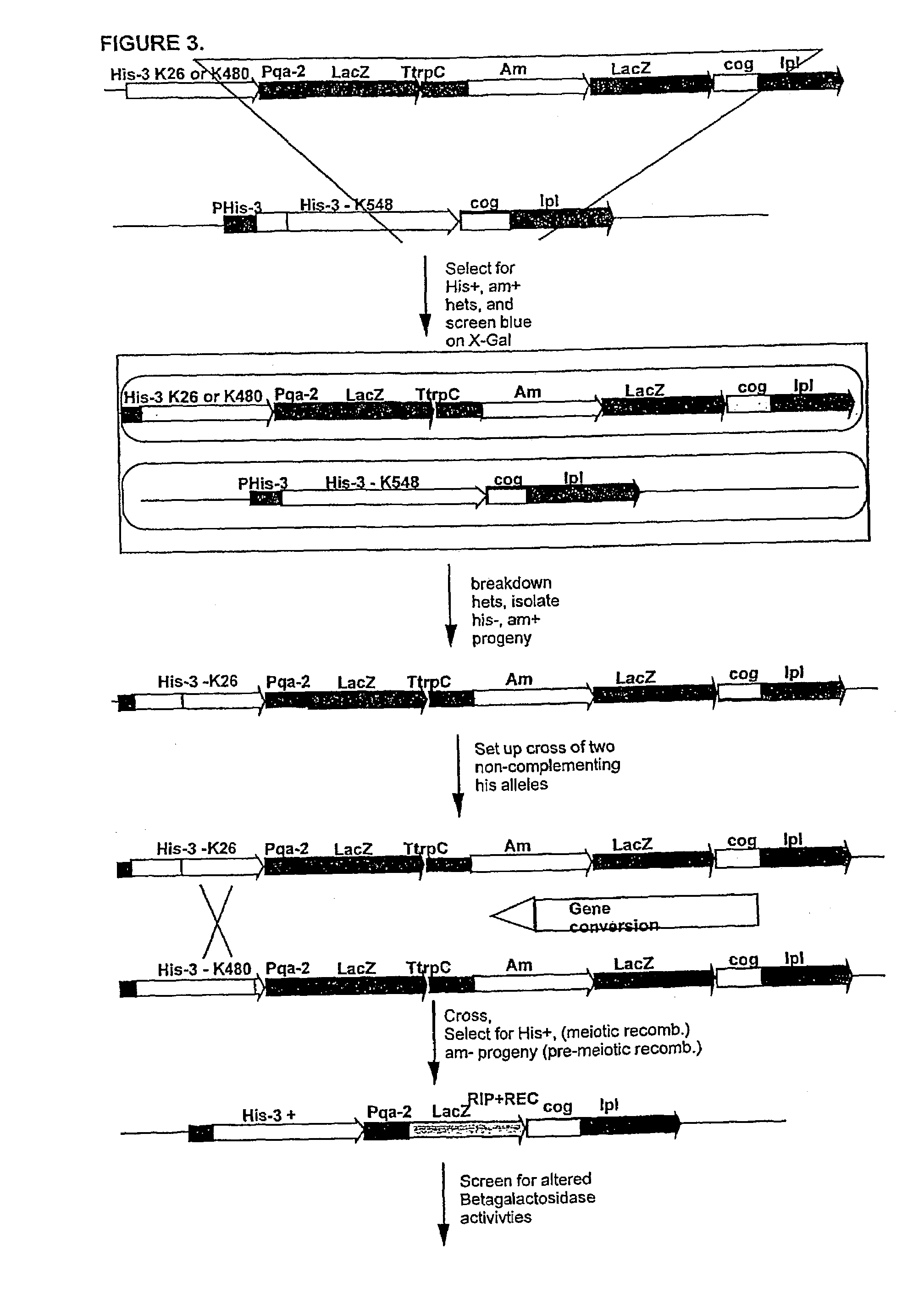 Methods for in vivo diversification of single genes