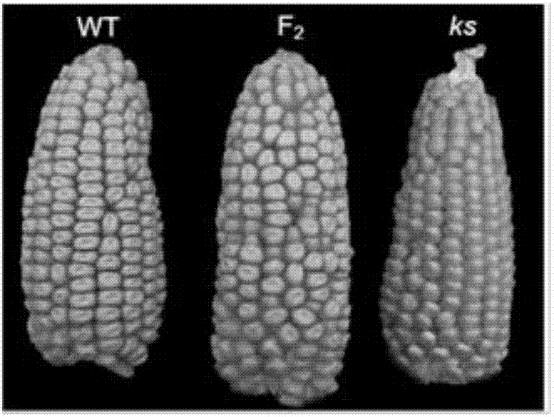 Maize kernel size mutant ks and its application